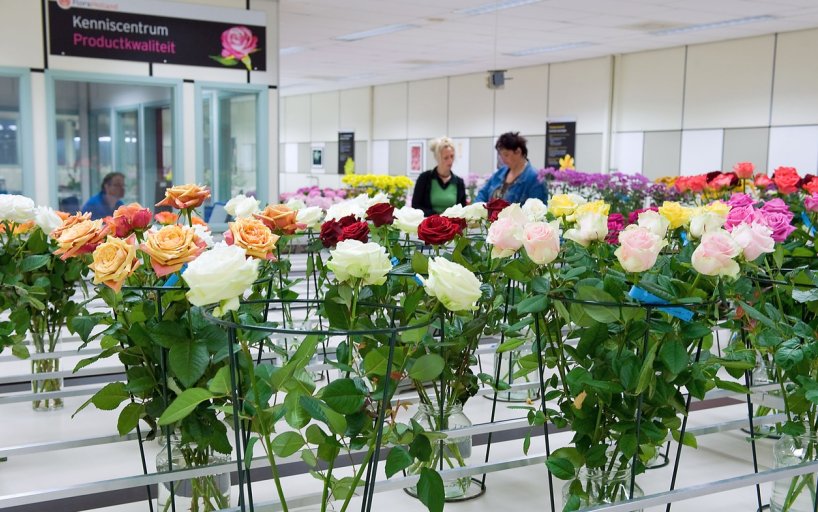 How Does Aalsmeer Flower Auction Work Best Flower Site